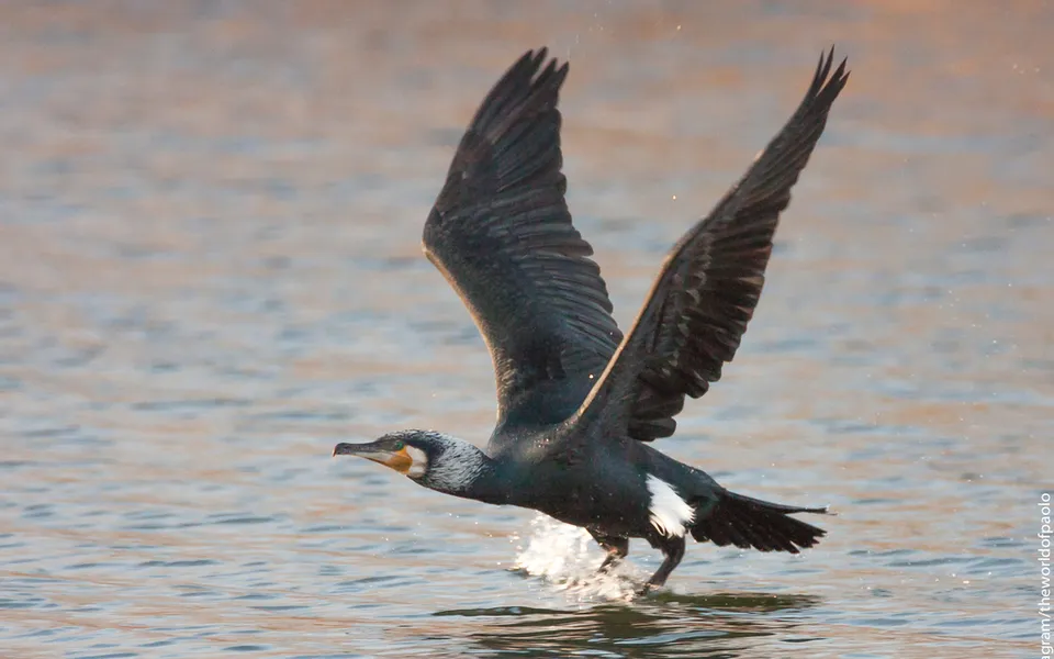 Great Cormorant (Phalacrocorax carbo) — photo 2 of 3