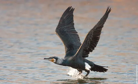Great Cormorant (Phalacrocorax carbo) — photo 2 of 3