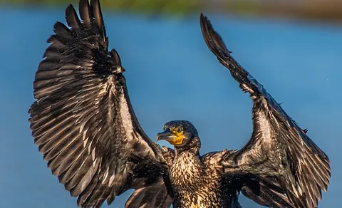Great Cormorant (Phalacrocorax carbo) — photo 3 of 3