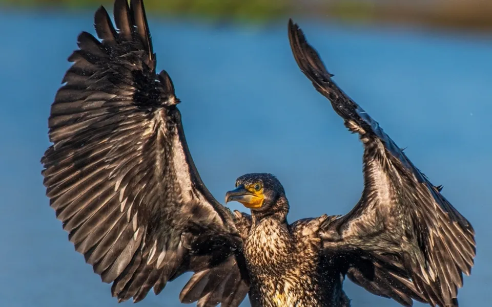 Great Cormorant (Phalacrocorax carbo) — photo 3 of 3