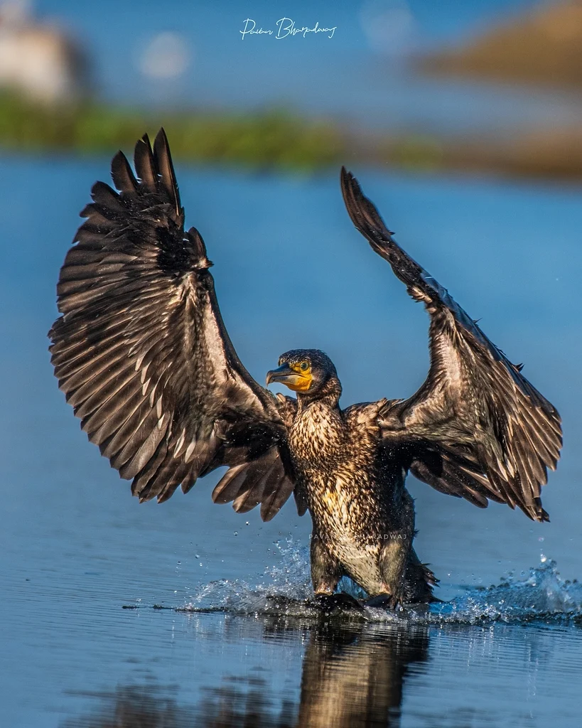 Great Cormorant (Phalacrocorax carbo) — photo 3 of 3