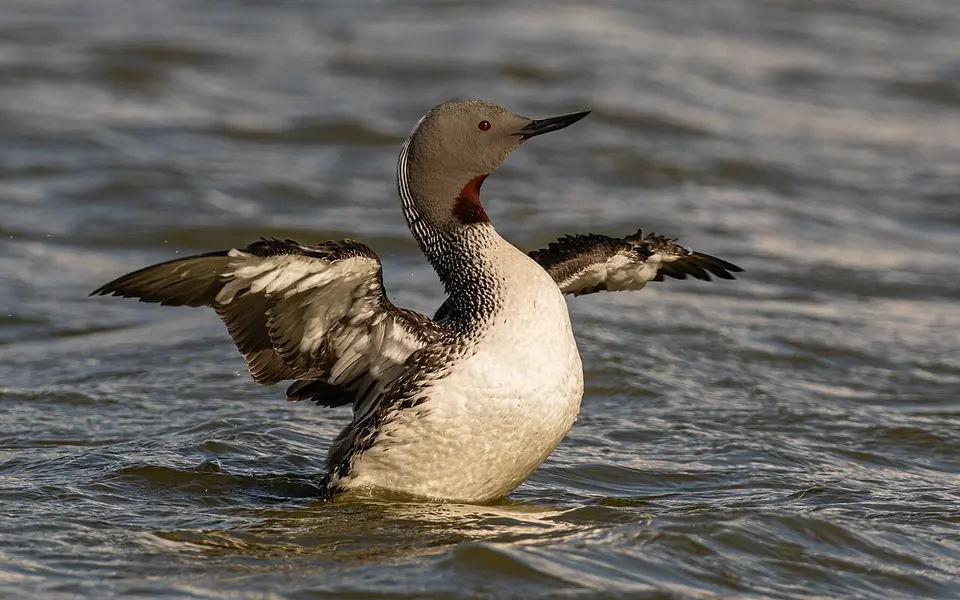 Red-throated Loon (Gavia stellata) — photo 2 of 5