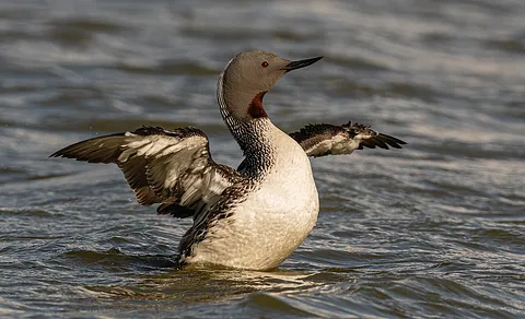 Red-throated Loon