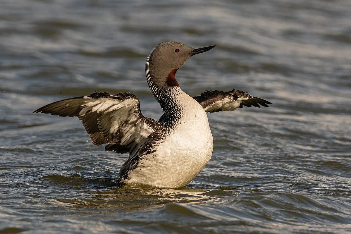 Red-throated Loon