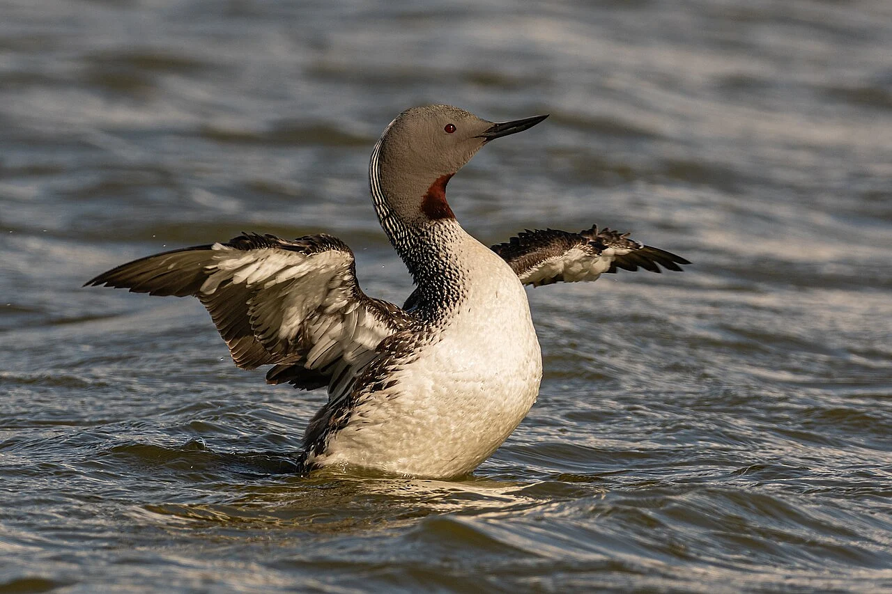 Red-throated Loon