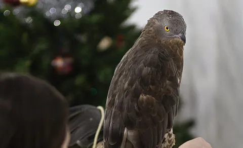European Honey-buzzard