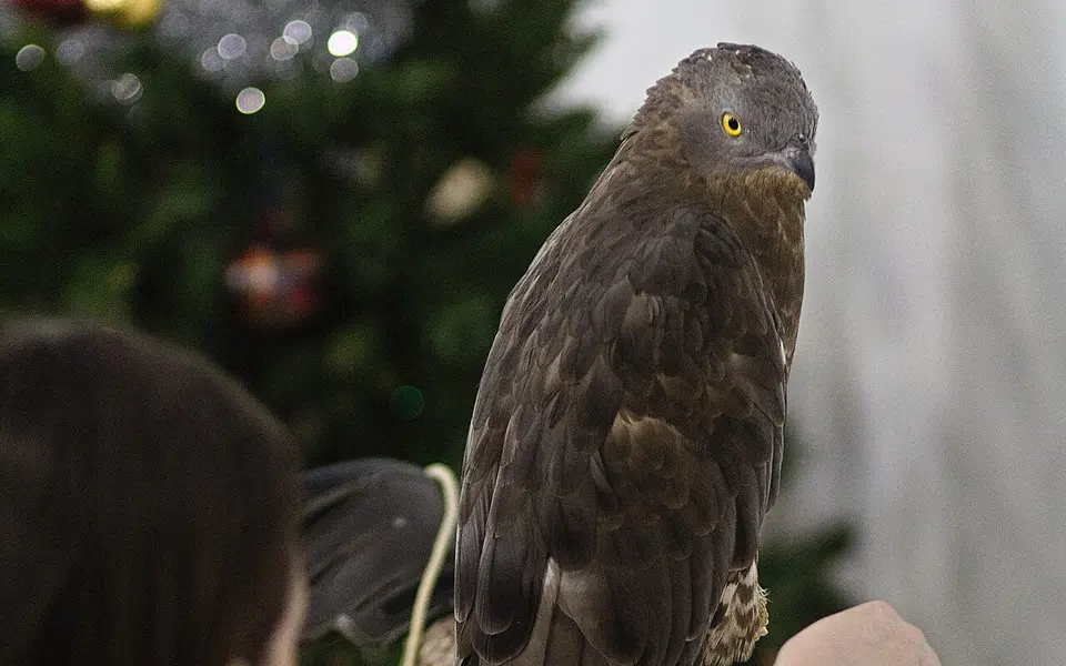 European Honey-buzzard (Pernis apivorus) — photo 3 of 4