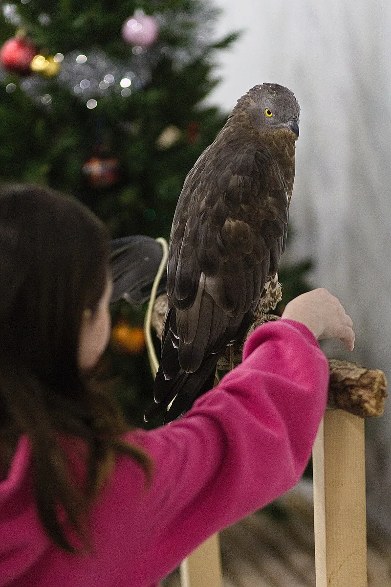 European Honey-buzzard