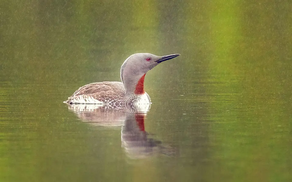 Red-throated Loon (Gavia stellata) — photo 4 of 5