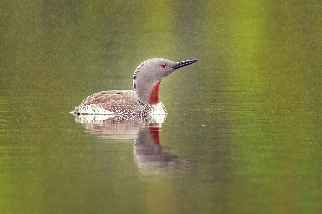 Red-throated Loon