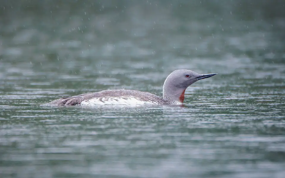 Red-throated Loon (Gavia stellata) — photo 3 of 5