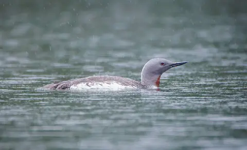 Red-throated Loon (Gavia stellata) — photo 3 of 5
