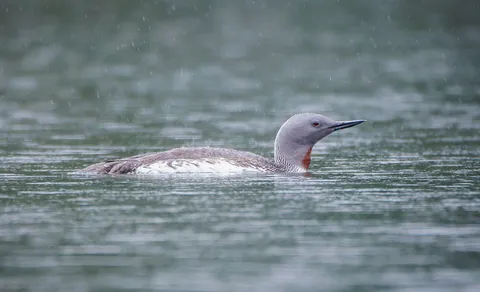Red-throated Loon
