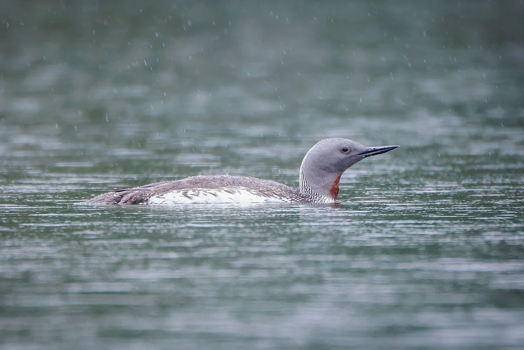 Red-throated Loon