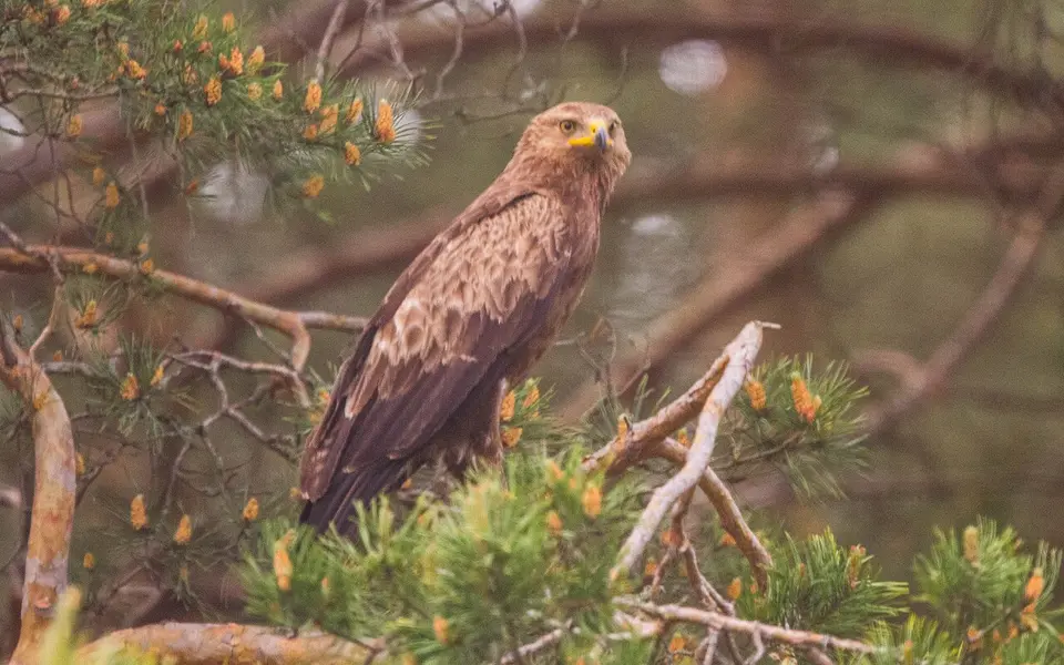 Lesser Spotted Eagle (Aquila pomarina) — photo 2 of 4