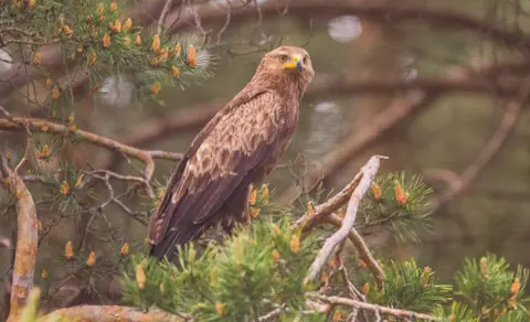 Lesser Spotted Eagle (Aquila pomarina) — photo 2 of 4