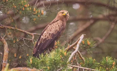 Lesser Spotted Eagle