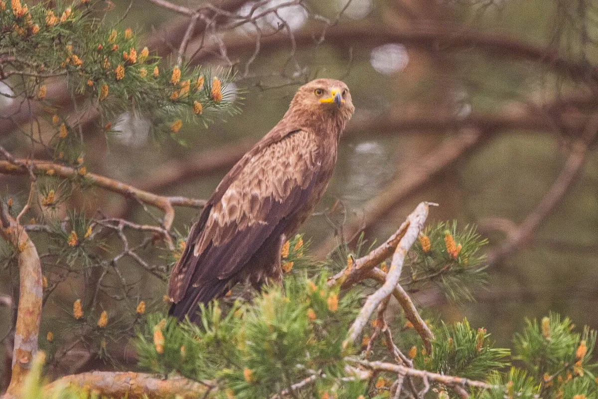 Lesser Spotted Eagle