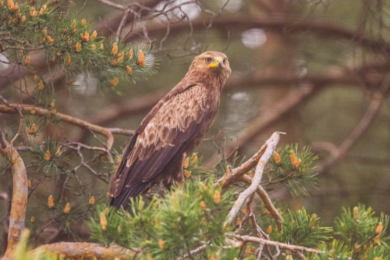 Lesser Spotted Eagle
