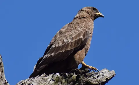 European Honey-buzzard (Pernis apivorus) — photo 2 of 4