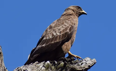 European Honey-buzzard