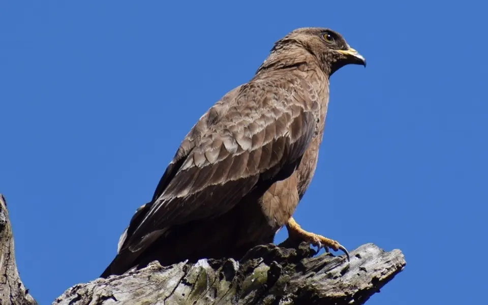 European Honey-buzzard (Pernis apivorus) — photo 2 of 4