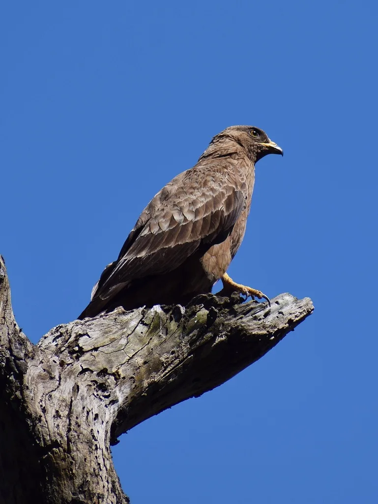 European Honey-buzzard