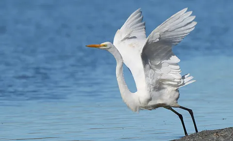 Great Egret (Ardea alba) — photo 2 of 3
