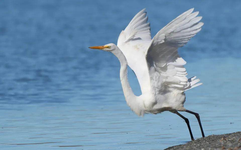 Great Egret (Ardea alba) — photo 2 of 3