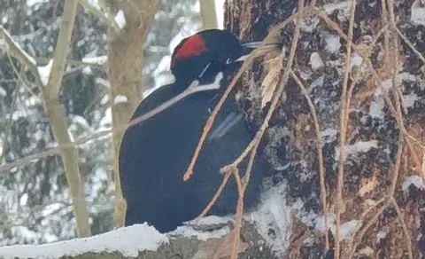 Black Woodpecker