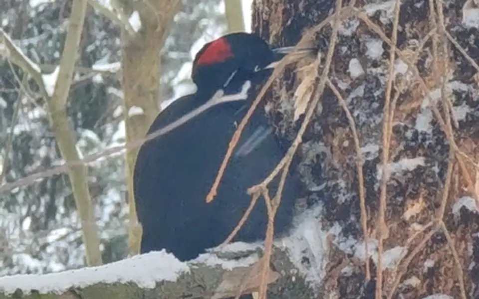 Black Woodpecker (Dryocopus martius) — photo 3 of 3