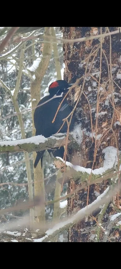 Black Woodpecker