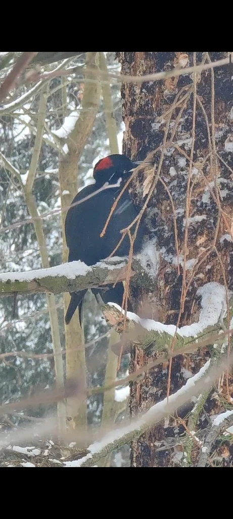 Black Woodpecker