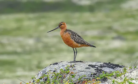 Bar-tailed Godwit (Limosa lapponica) — photo 2 of 3