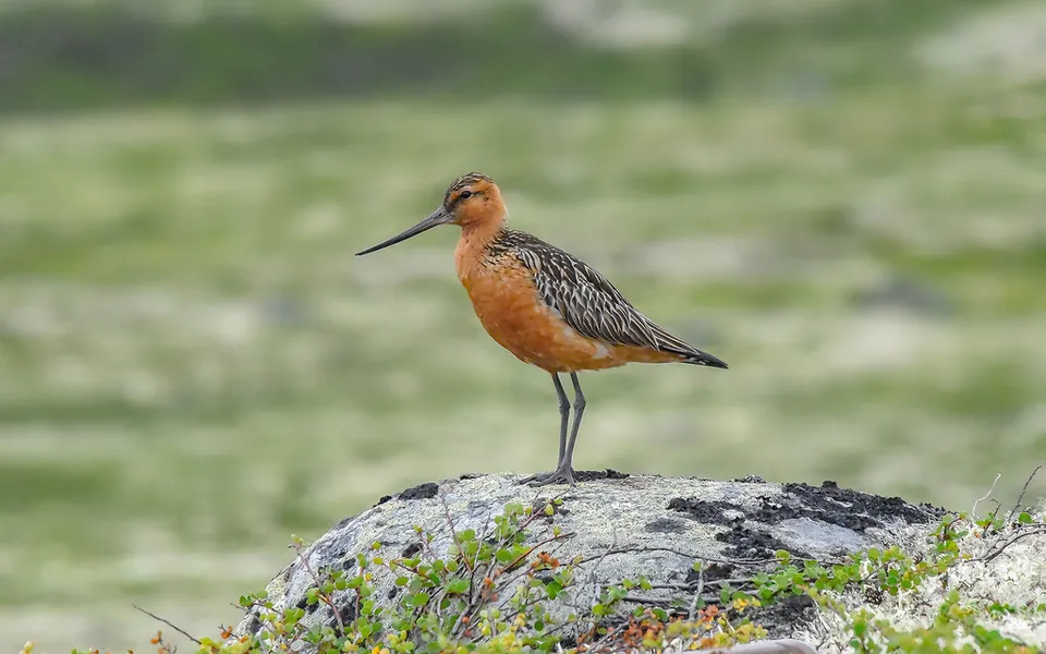 Bar-tailed Godwit (Limosa lapponica) — photo 2 of 3