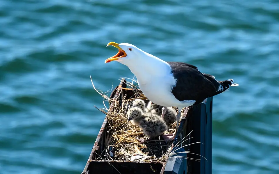 Great Black-backed Gull (Larus marinus) — photo 2 of 5