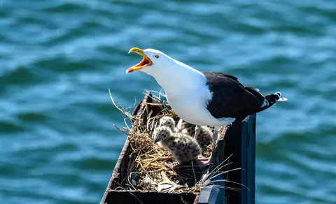 Great Black-backed Gull (Larus marinus) — photo 2 of 5