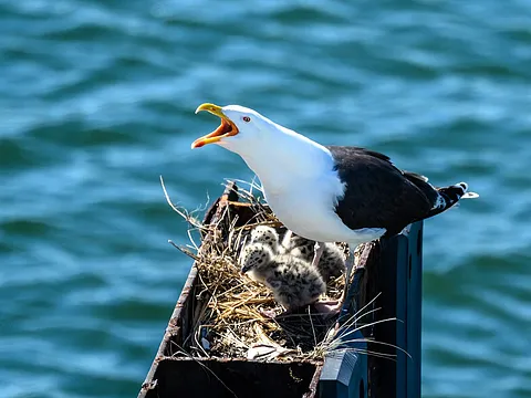 Морская чайка