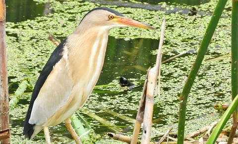 Little Bittern (Botaurus minutus) — photo 2 of 3