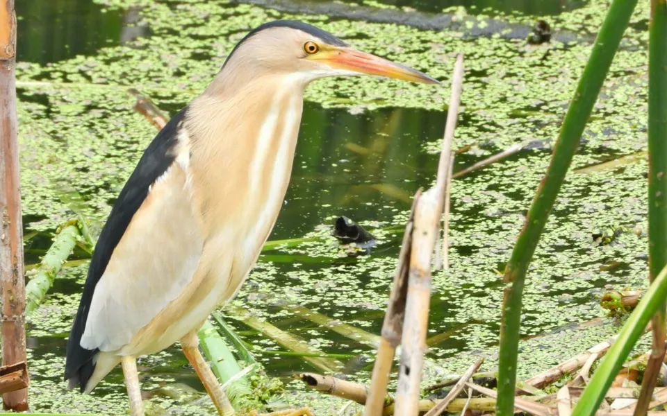 Little Bittern (Botaurus minutus) — photo 2 of 3