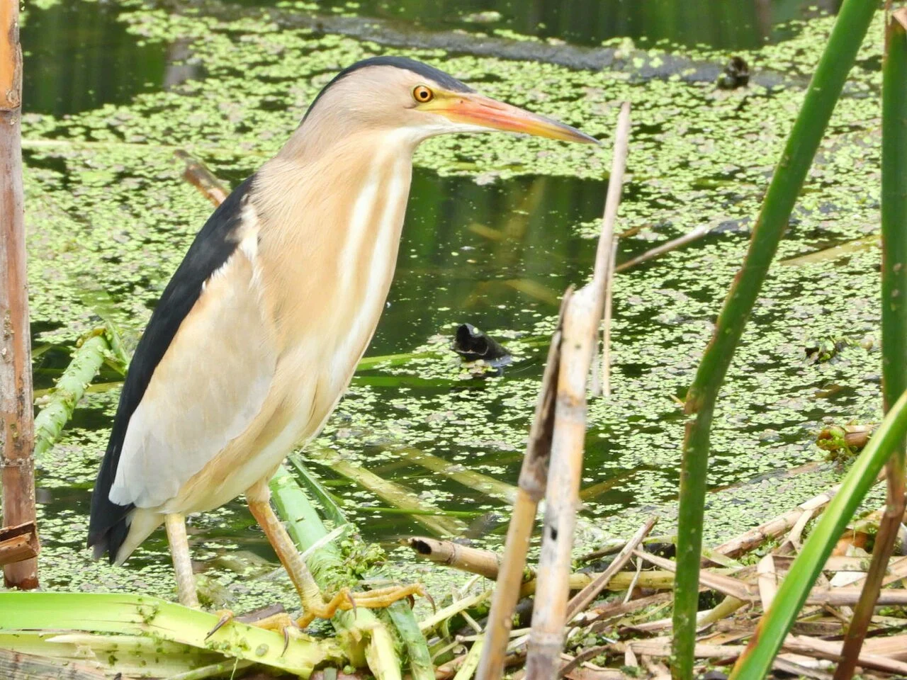 Little Bittern (Botaurus minutus) — photo 2 of 3