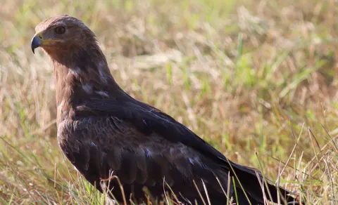 Lesser Spotted Eagle