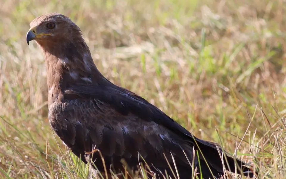 Lesser Spotted Eagle (Aquila pomarina) — photo 3 of 4
