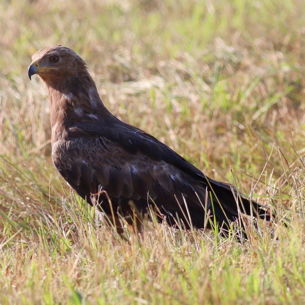 Lesser Spotted Eagle