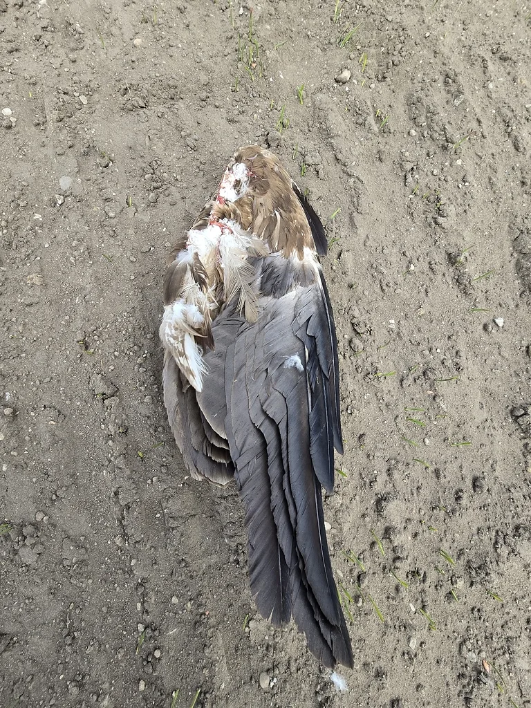Lesser Spotted Eagle