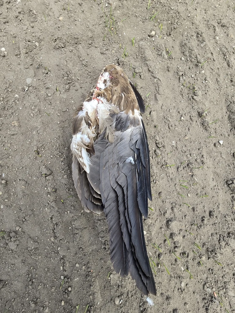 Lesser Spotted Eagle