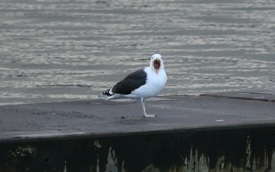 Great Black-backed Gull (Larus marinus) — photo 3 of 5