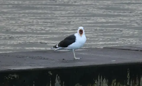 Great Black-backed Gull (Larus marinus) — photo 3 of 5