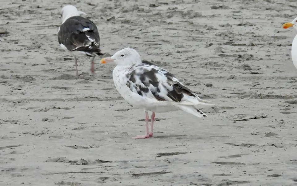 Great Black-backed Gull (Larus marinus) — photo 4 of 5