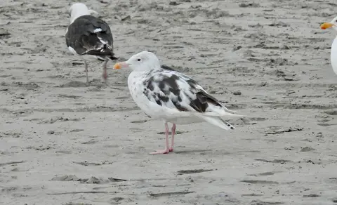 Great Black-backed Gull (Larus marinus) — photo 3 of 6